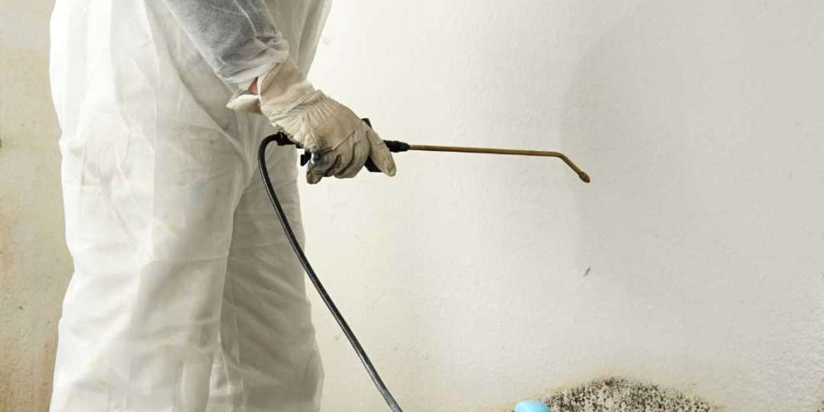Rainbow Rescue: Mold Removal Services Revitalize Your Living Space