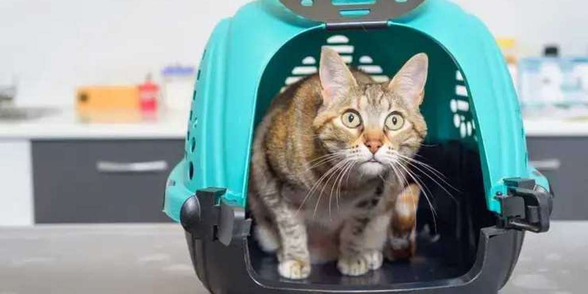 What to Expect from Cat Boarding: Ensuring Comfort and Care for Your Pet